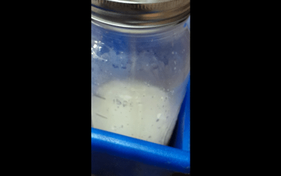 The Off Grid Pro  Milking a Cow Dansha Farms ™ Customer Review Video