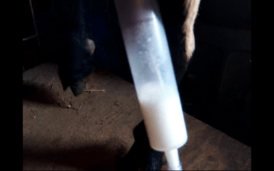 Old Faithful Milking Kit
