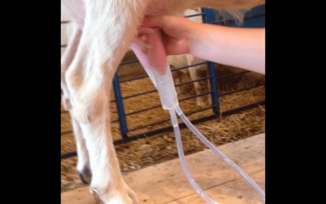 Off Grid Milking Kit Customer Demonstration Video