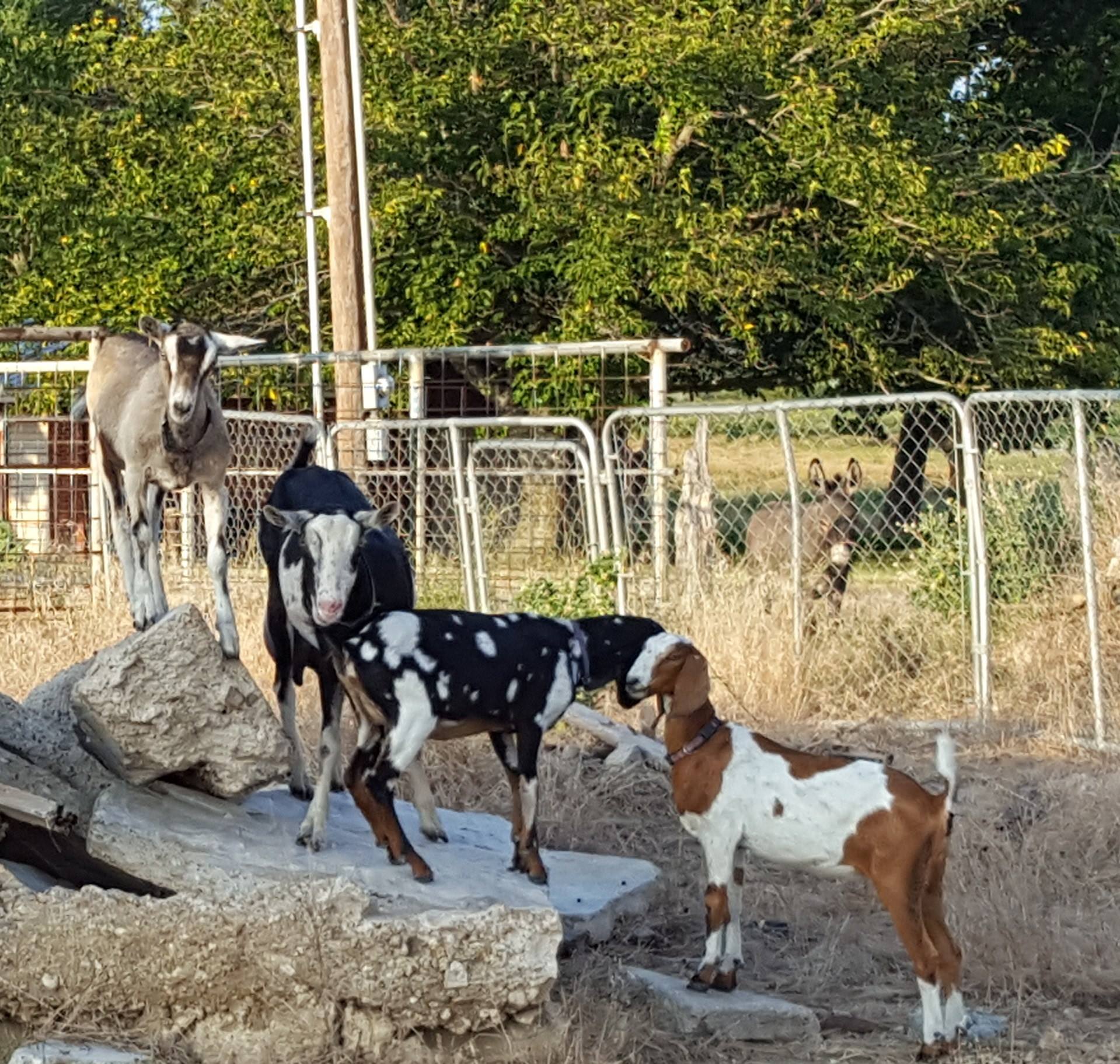 Circle 4B Ranch