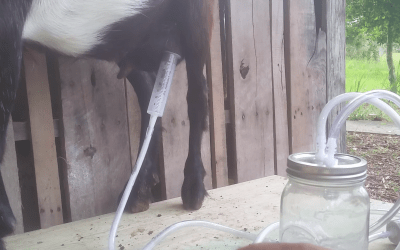 The Off Grid Pro Milking a Mini Nubian with the Dansha Farms™ Milker Customer Review Video