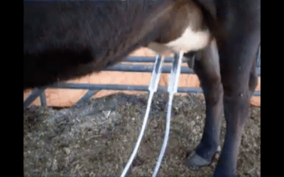 The Off Grid Pro Milking Machine Holstein Jersey Cow Customer Review Video