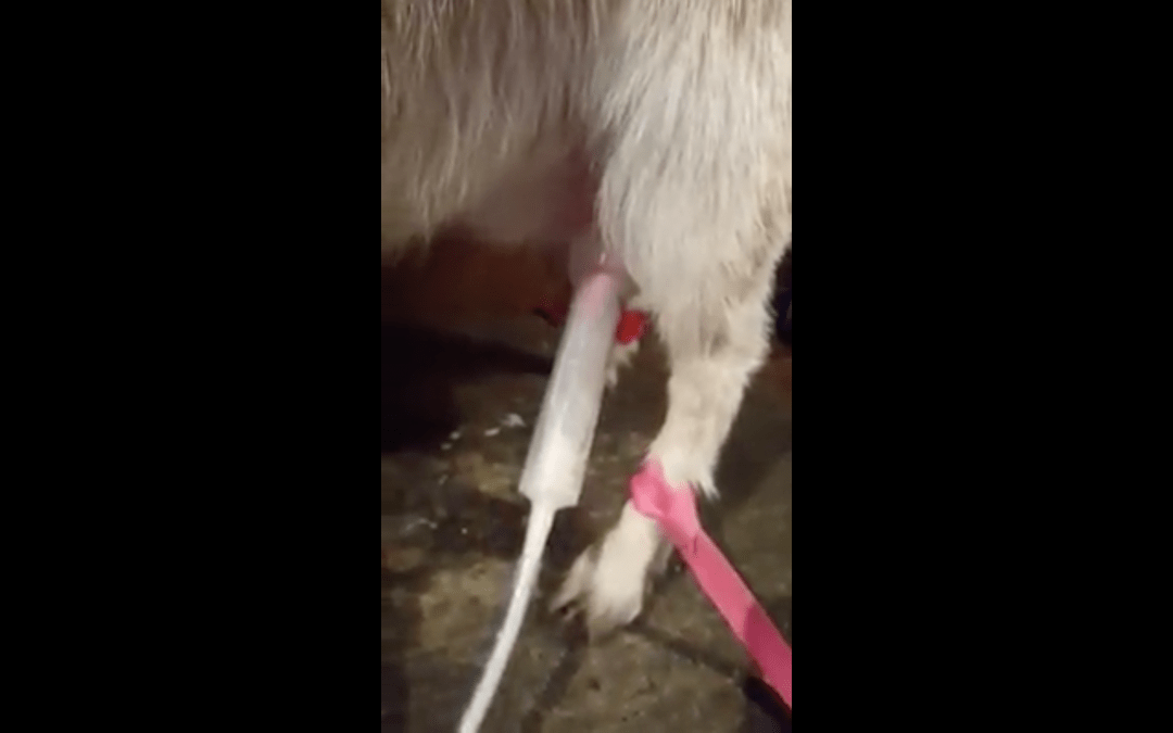 The Off Grid Milking Machine Customer Review Video