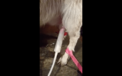 The Off Grid Milking Machine Customer Review Video