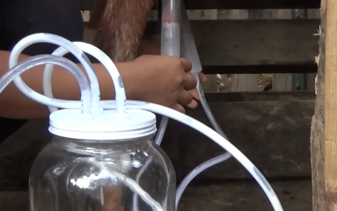 Our New Frontier Milk Machine Makes Milking Easy Customer Review Video