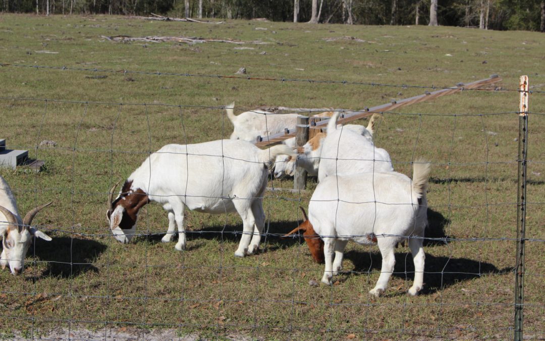 Livestock Fence 101
