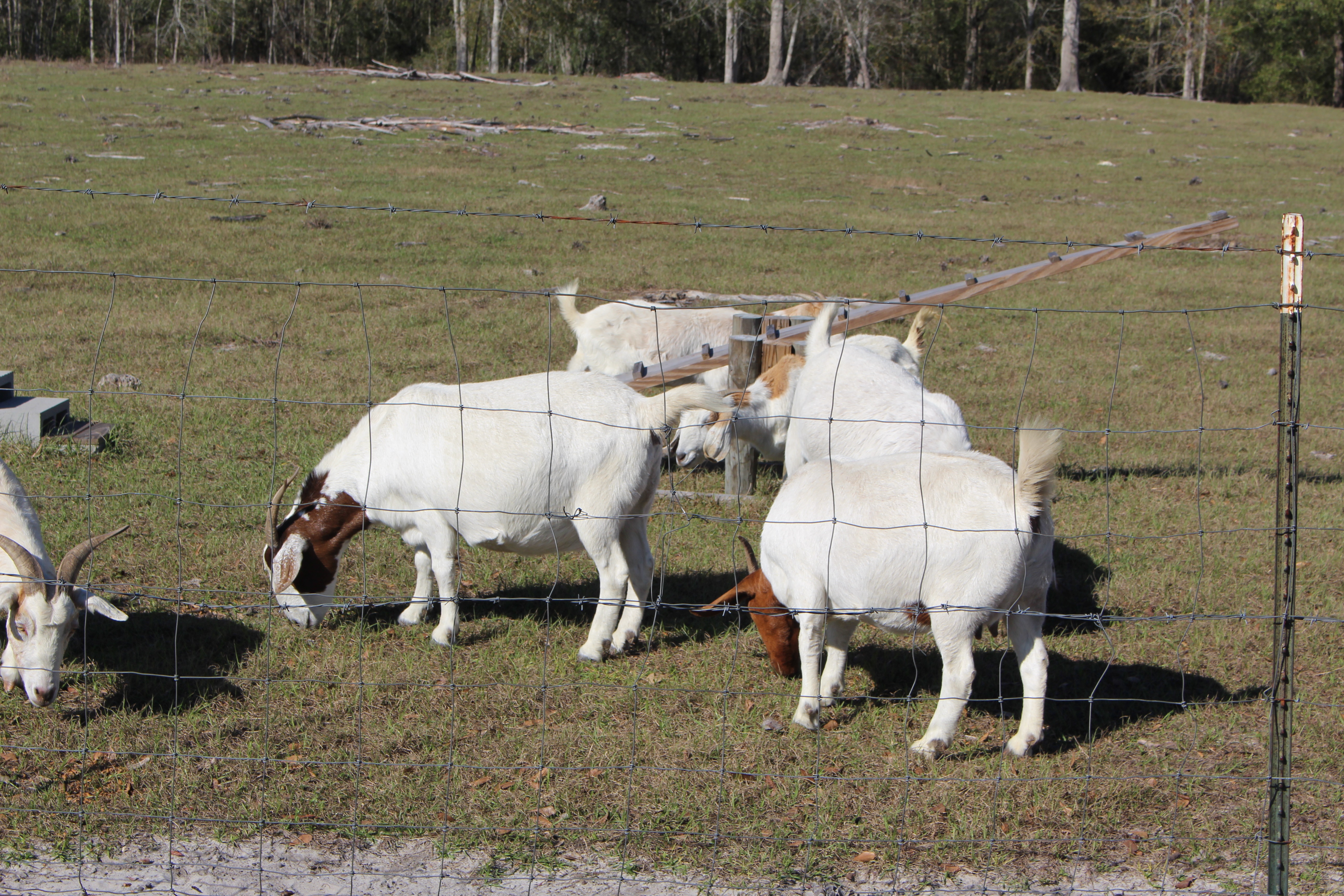 Livestock Fence